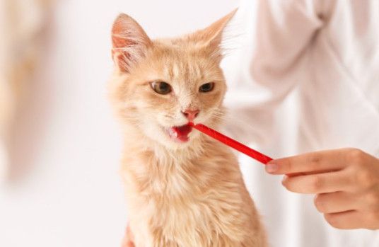 Dangers Of Poor Cat Dental Health