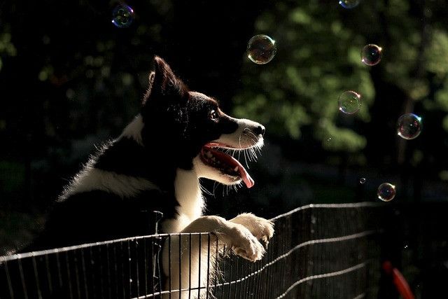 dog-gc335c9cb9_640