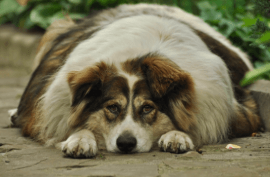How to Help Your Overweight Dog