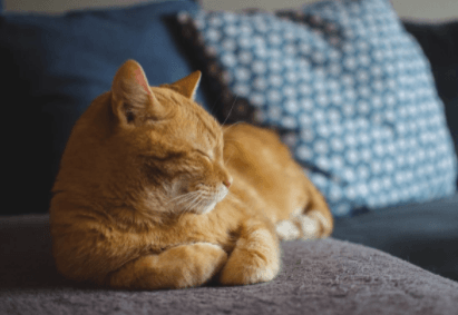 How Often Should I Get My Cat Groomed?