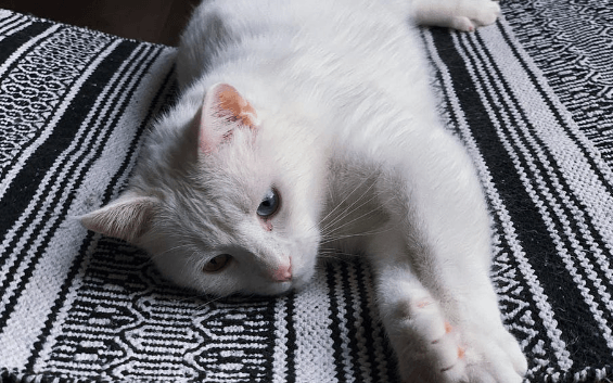 5 Things To Know About Feline Sepsis