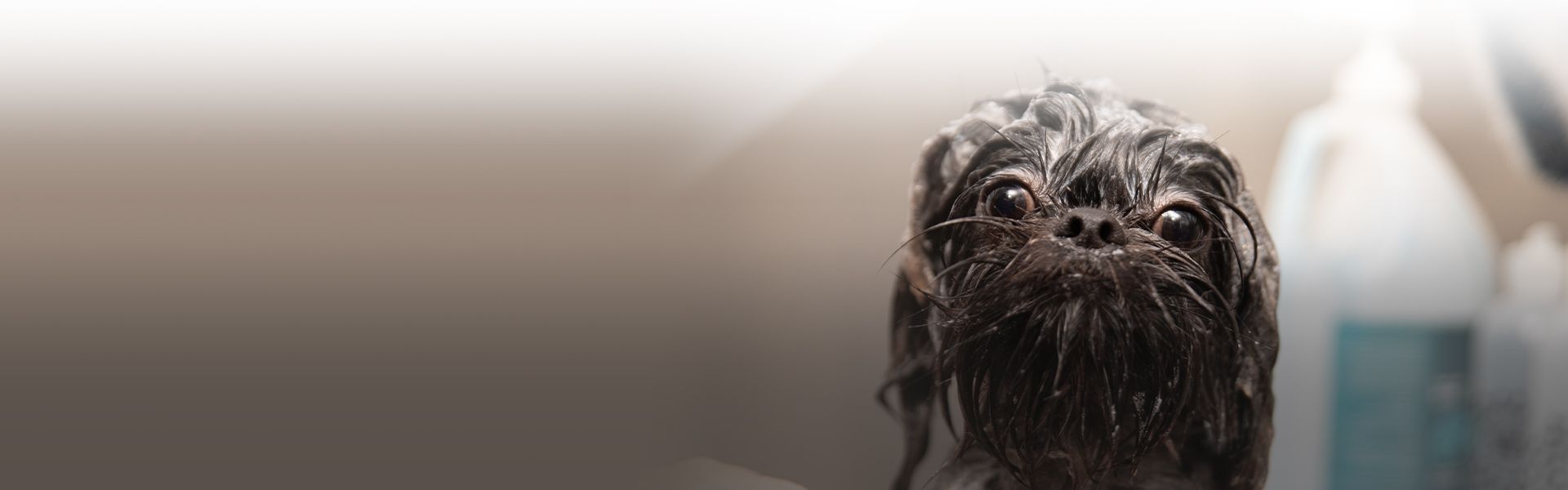 pet groomer giving brown furry dog a bath at completecare veterinary center