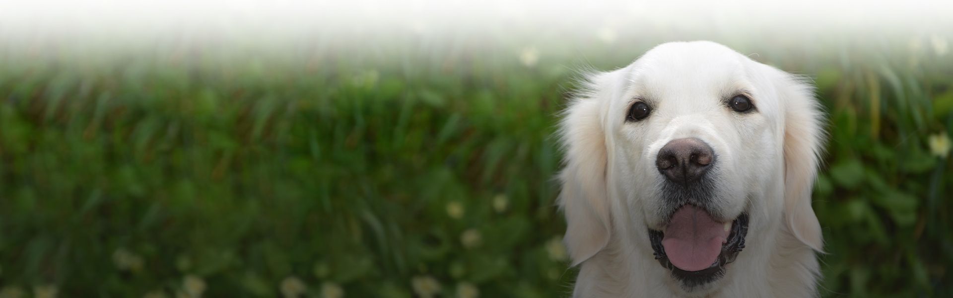 happy golden retriever mix dog looking at the camera with a grassy background