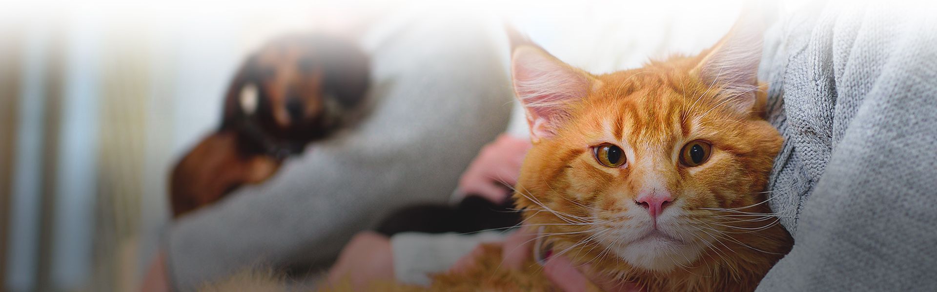 woman wearing a gray sweater with an orange cat in her arms in a veterinary waiting room at completecare veterinary center