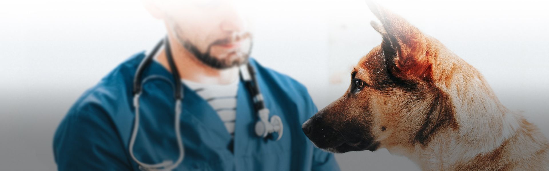 veterinarian wearing blue coat putting bandage on dog's paw for injury at completecare veterinary center