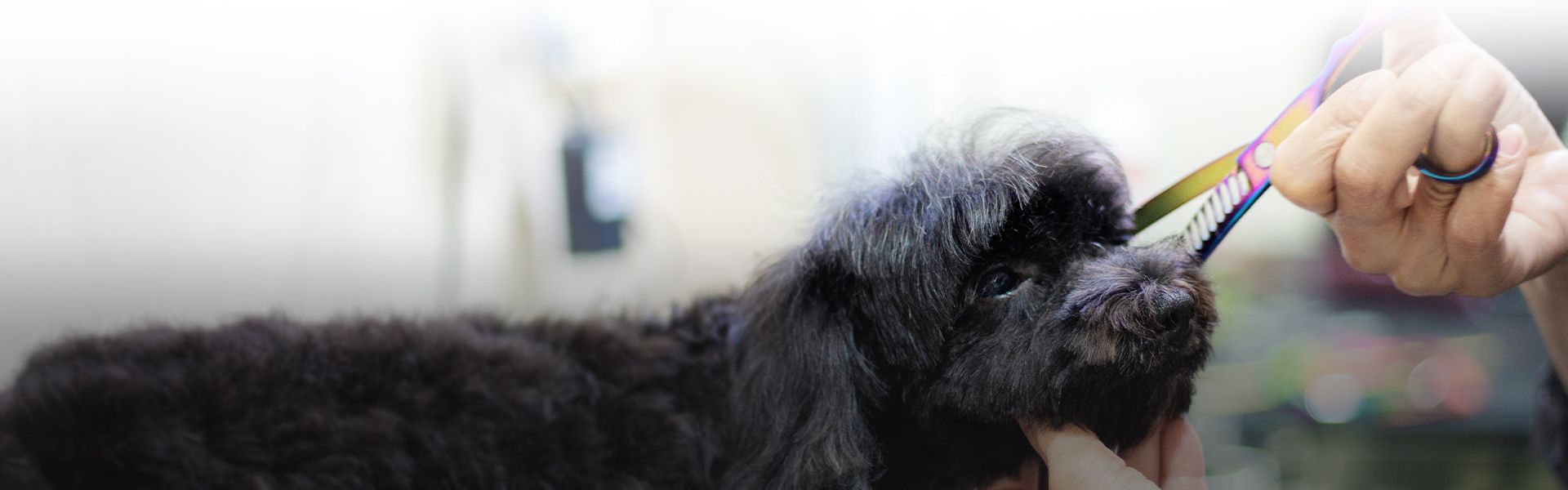pet groomer giving a cut to a black dog at completecare veterinary center