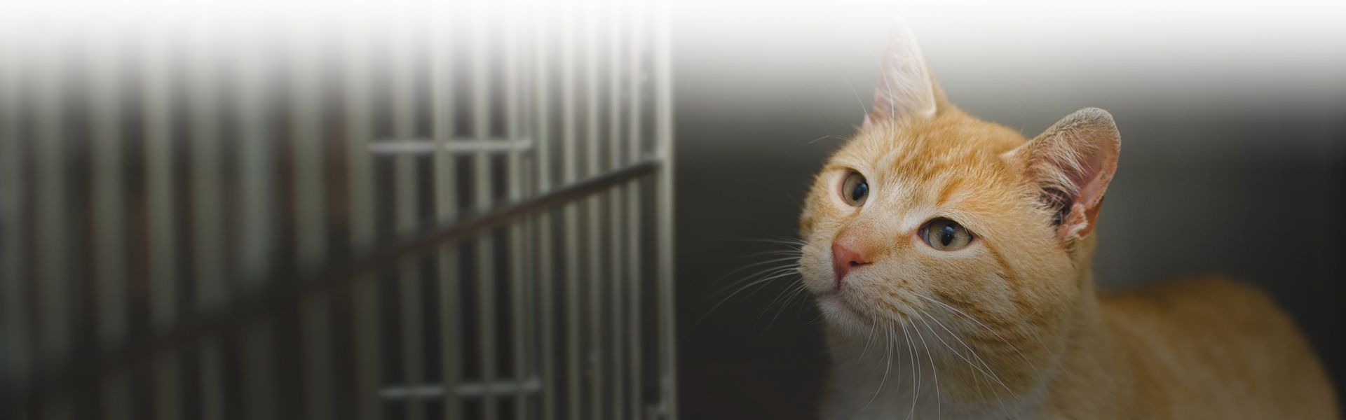 yellow short hair cat with green eyes in a cage at completecare veterinary center