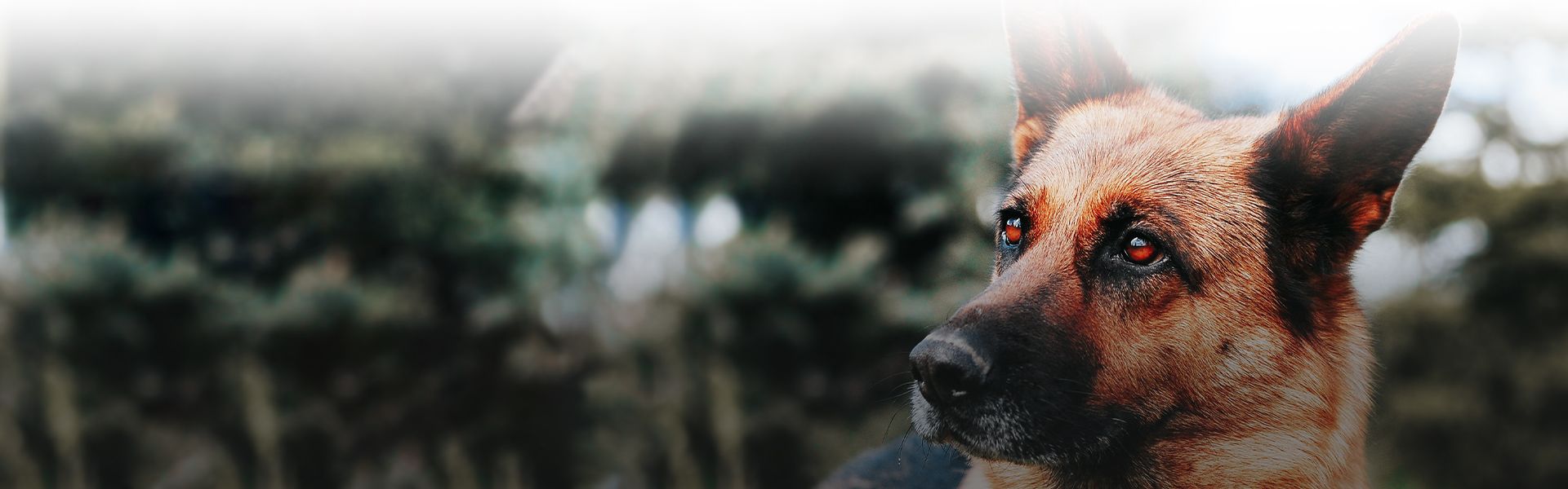 german shepherd short-haired puppy with blurred background