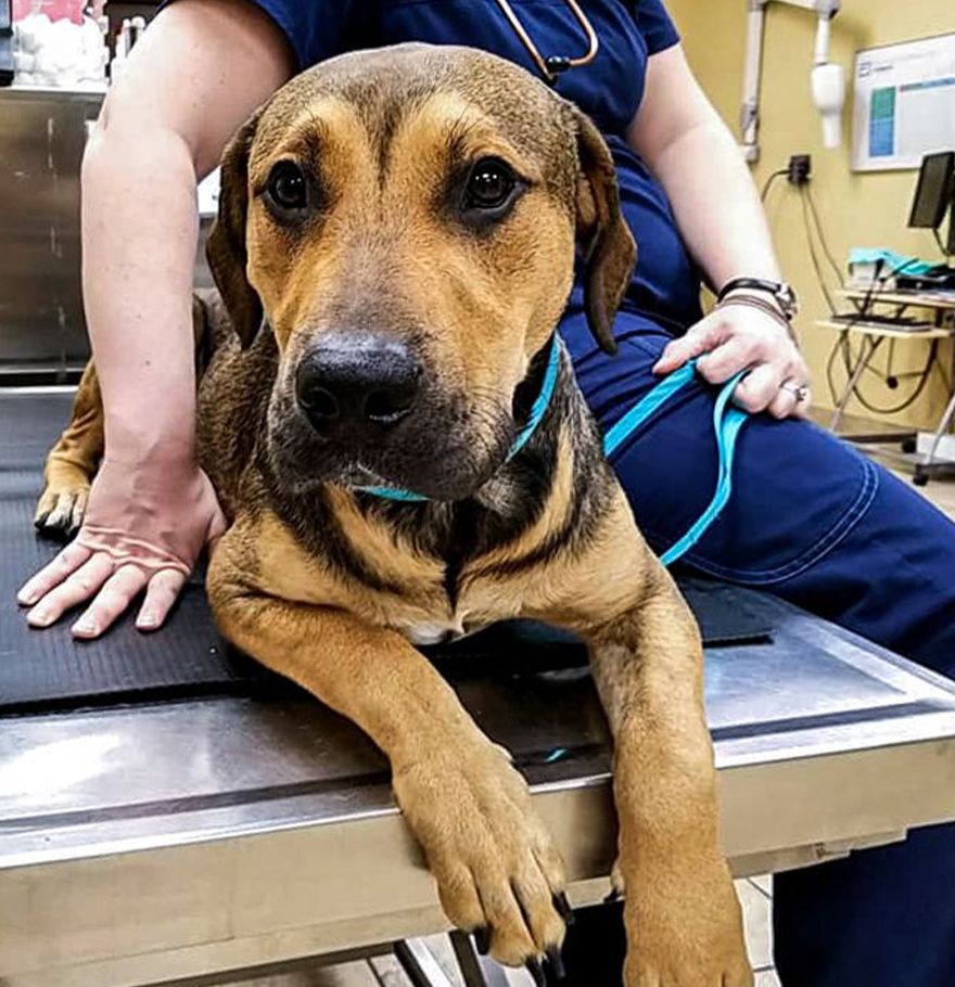 large dog sitting on a surgery table next to a veterinarian at completecare veterinary center