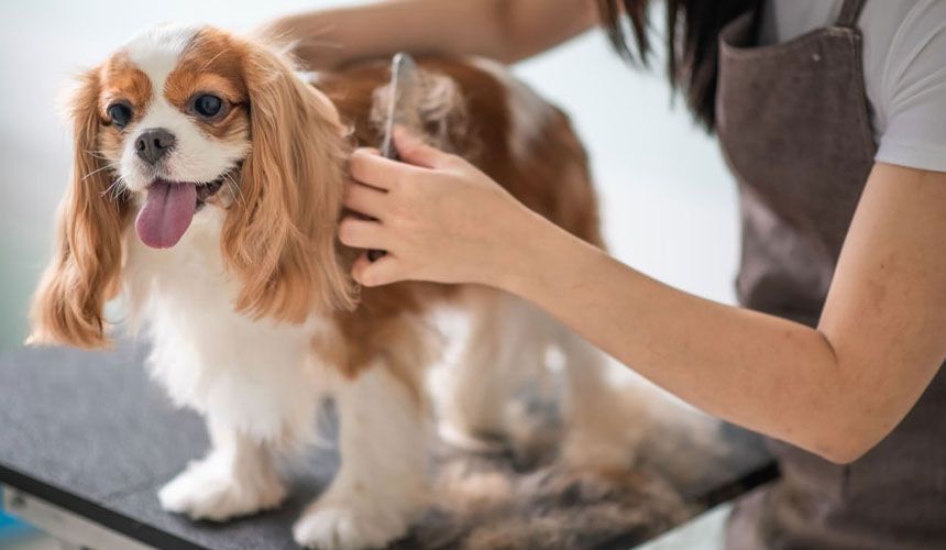 pet groomer brushing happy dog at completecare veterinary center