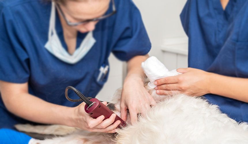 veterinarian in a blue coat shaving a dog for a surgical procedure at completecare veterinary center