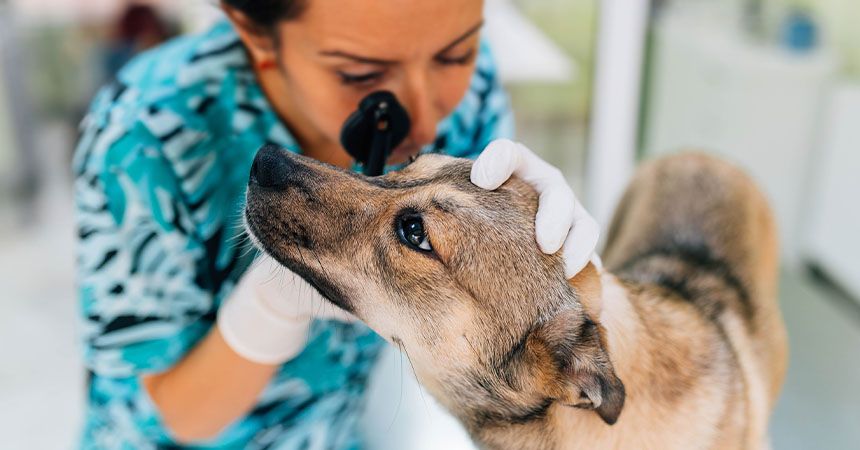 veterinarian wearing blue shirt checking dog's eye at completecare veterinary center