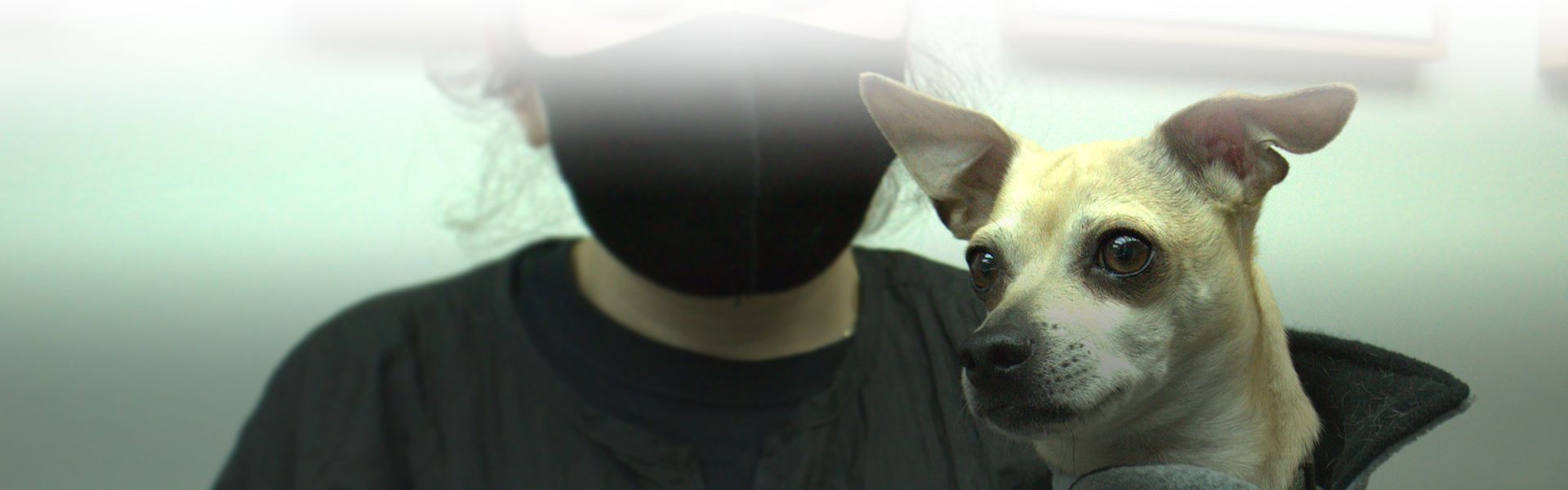 completecare veterinary center vet holding a chihuahua dog in her arms for in-house diagnostic test