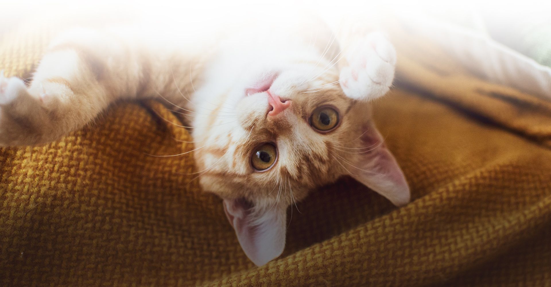 short hair orange cat lying down looking at the camera