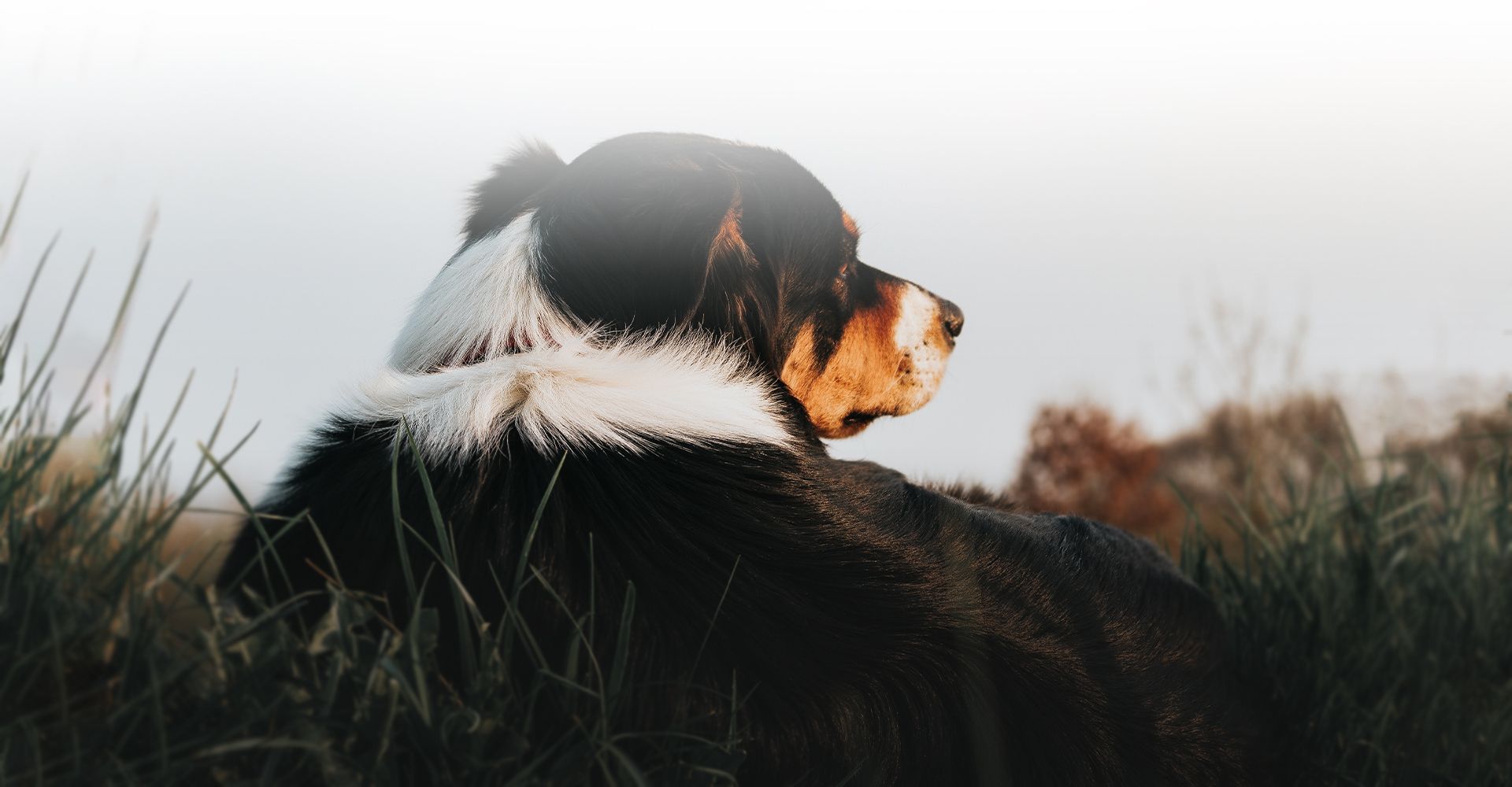 border collie dog sideways sitting on the grass