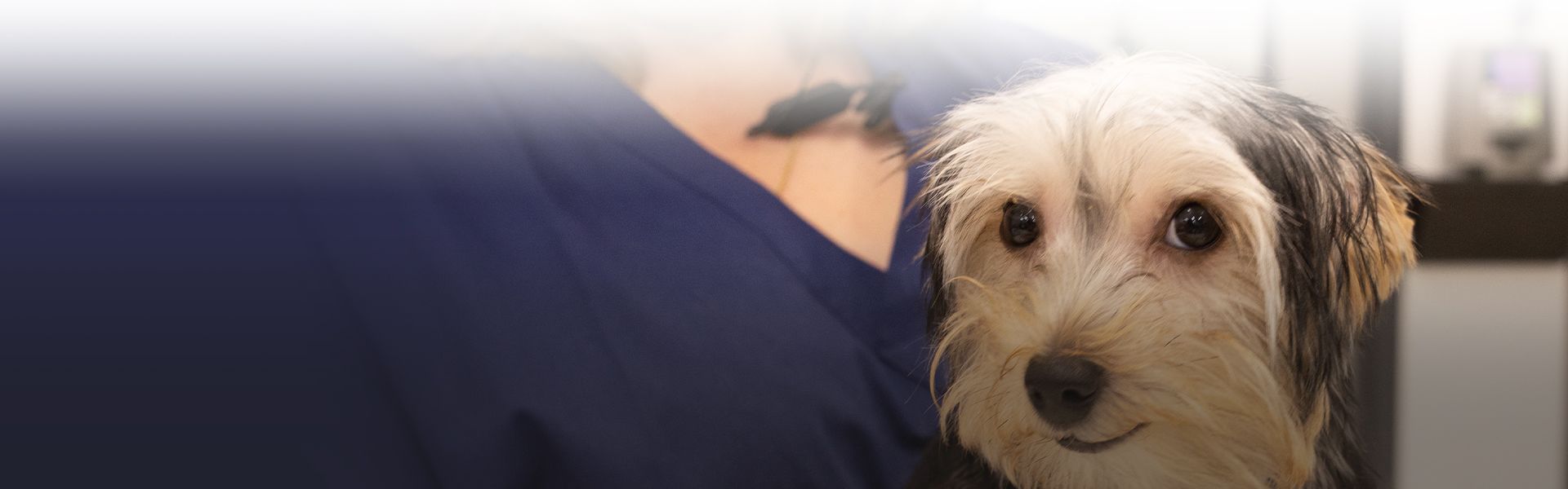 smiling dog looking at camera at completecare veterinary center
