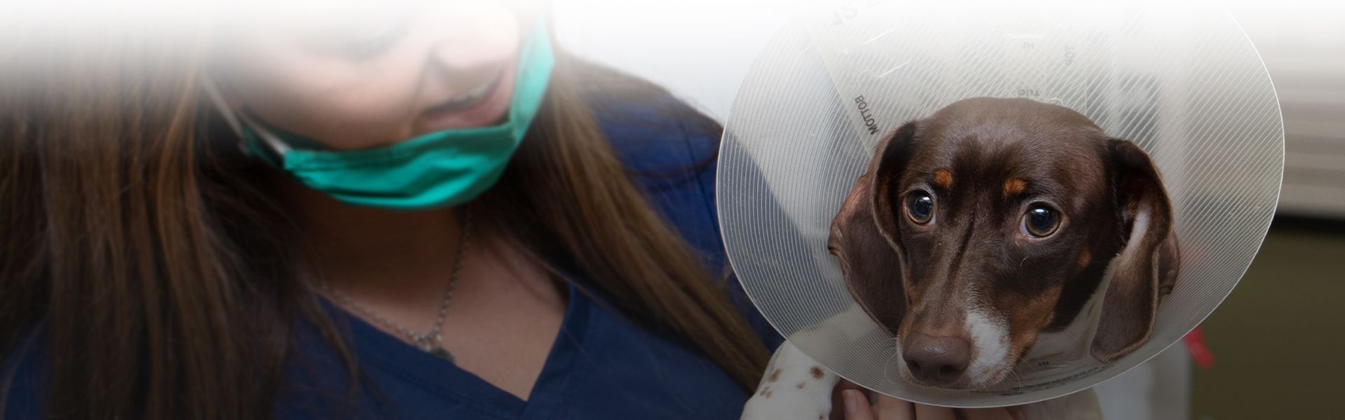 vet tech holding in her arms a dachshund wearing an elizabethan cone after her surgery at the completecare veterinary center